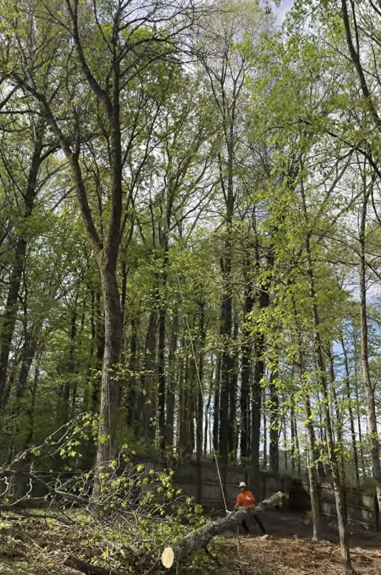 Professional tree service work in Glendale, CA